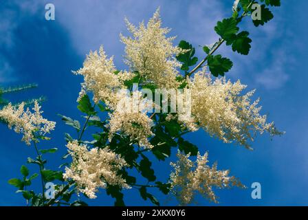 Holodiscus / Ocean Spray - in fiore Foto Stock