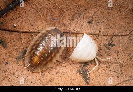 WOOODLOUSE lucidante comune - Muta Foto Stock