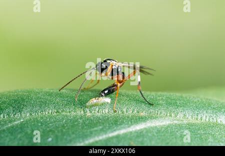 Parassita WASP - uova da cova in hoverfly, larve Foto Stock