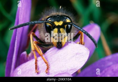 Comune WASP - primo piano, arroccato su un fiore Foto Stock