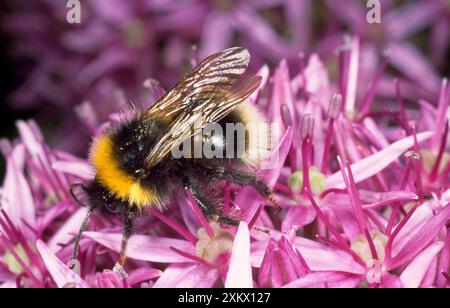 Bumblebee comune - si nutre del fiore di allium Foto Stock