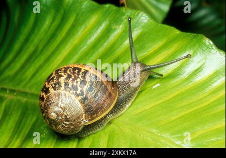 LUMACA da giardino comune - su felce Foto Stock