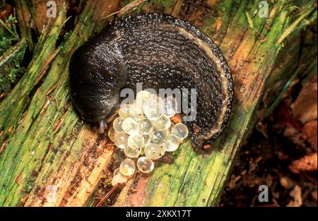 LUMACA grigio cenere / cenere nero - arricciata con uova Foto Stock