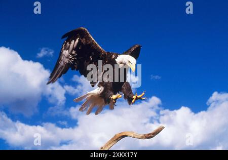 Cald EAGLE - atterraggio sulla diramazione Foto Stock