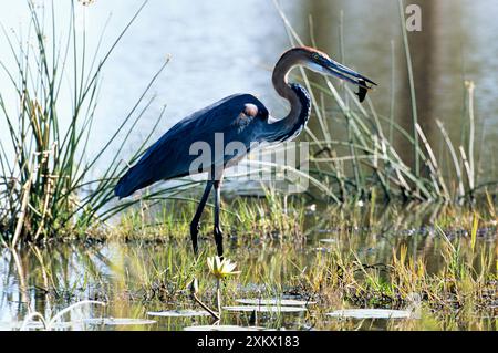 Golia HERON - con pesce nel becco Foto Stock