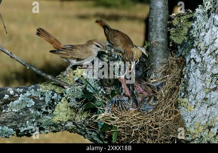 Rufous Bush CHAT / Rufous-tailed Scrub-robin / Foto Stock