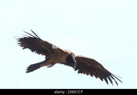 Lammergeier / Avvoltoio barbuto - giovani, in volo Foto Stock