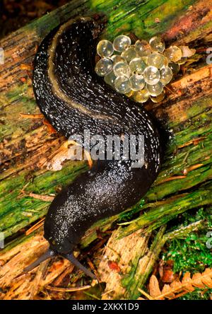 LUMACA grigio cenere / cenere nero - con uova Foto Stock