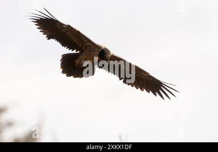 Lammergeier / Avvoltoio barbuto - giovani, in volo Foto Stock