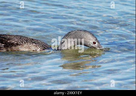 Red-throated DIVER / LOON - pesca in mare Foto Stock