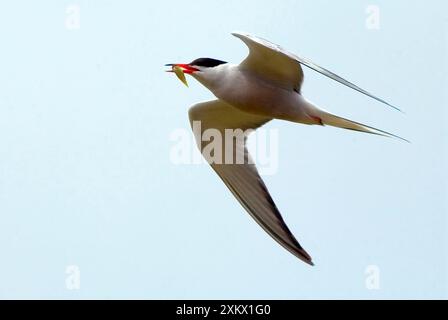 Common Tern - adulti con cibo per giovani Foto Stock