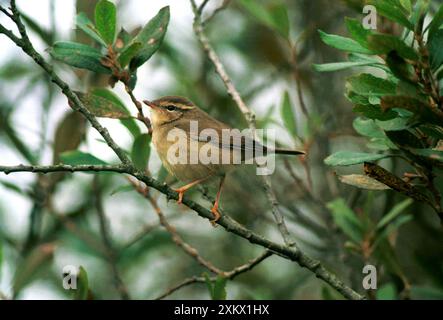 Raddes Warbler - ottobre Foto Stock