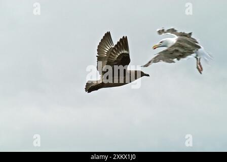 Great Skua attaccato da Greater / Great black-backed Foto Stock