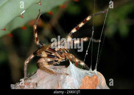 Rain Spider - protezione femminile con sacco per uova sospeso Foto Stock