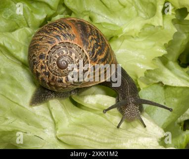 Brown Common Garden Snail - Vista laterale con Perfect Foto Stock