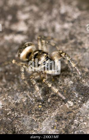 Zebra Jumping Spider - caccia su un muro Foto Stock