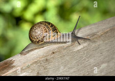 Brown Common Garden Snail - su recinzione di legno Foto Stock