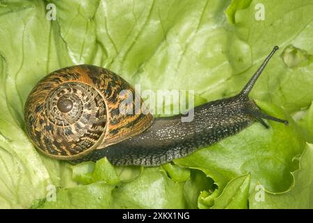 Brown Common Garden Snail - Vista laterale con Perfect Foto Stock