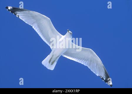 GULL con fatturazione ad anello - in volo, in volo, in volo, in volo Foto Stock