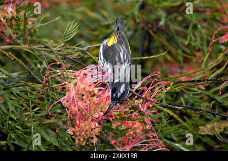 New Holland Honeyeater che si nutre di fiori di Grevillea Foto Stock