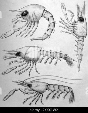 Illustrazione in bianco e nero: Granchio zoea larve. Paguro, ecc. Foto Stock