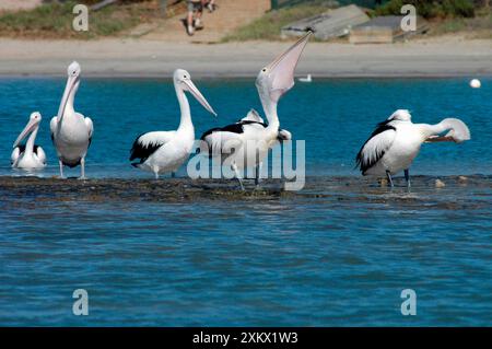 Pellicano australiano con pesce in astuccio Foto Stock