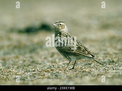 Allodola orientali Foto Stock