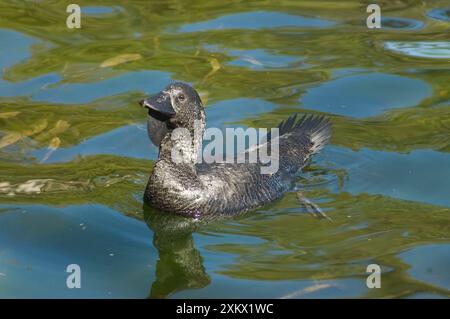 Musk Duck - maschio Foto Stock