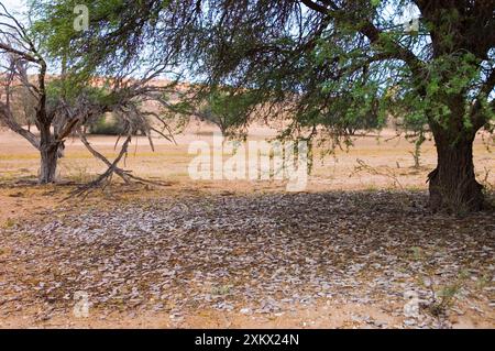 Cialde Camelthorn e capannone - raccolta di cialde dopo Foto Stock