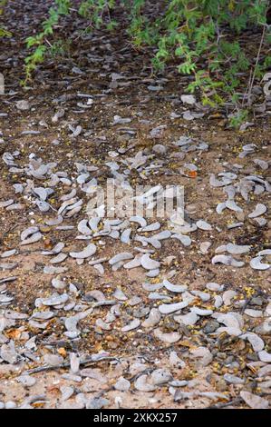 Cialde Camelthorn e capannone - raccolta di cialde dopo Foto Stock