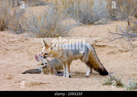 Cape Fox - cucciolo femminile per la cura del corpo Foto Stock