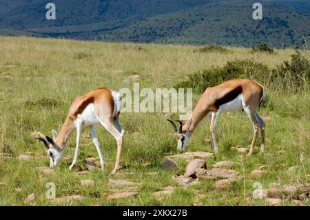 Springbok - giovani maschi che pascolano Foto Stock