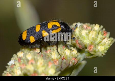 Coleottero maculato - si nutre di fiori di Foto Stock