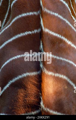 Antilope Bongo - strisce, maschio Foto Stock