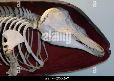 Harbour Porpoise - scheletro all'interno della forma della pelle Foto Stock