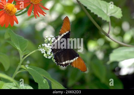 Farfalla di pagina rugginita appoggiata sulla foglia Foto Stock