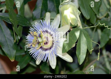 Fiore della passione blu / fiore della passione della corona blu Foto Stock