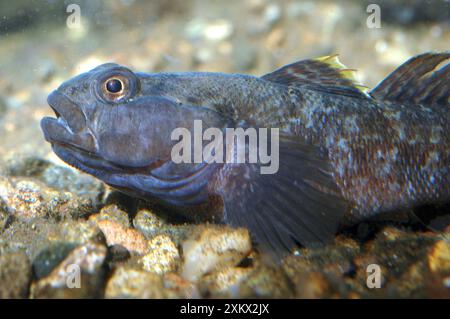 Goby della roccia Foto Stock