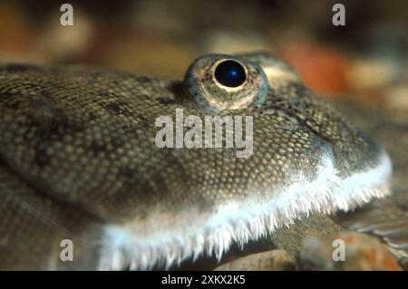 Dover / sogliola comune Foto Stock