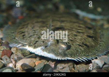 Dover / sogliola comune Foto Stock