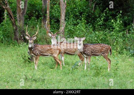 Virale / cervo maculato / cervo asse - fasi e doe Foto Stock