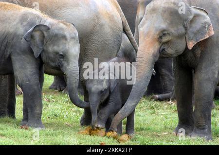 Elefante asiatico - femmine che mostrano elefante bambino Foto Stock