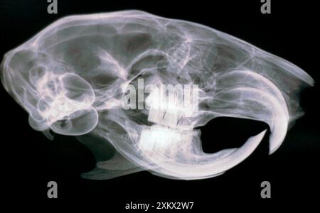 Il cranio dello scoiattolo - la radiografia mostra incisivi in continua crescita Foto Stock