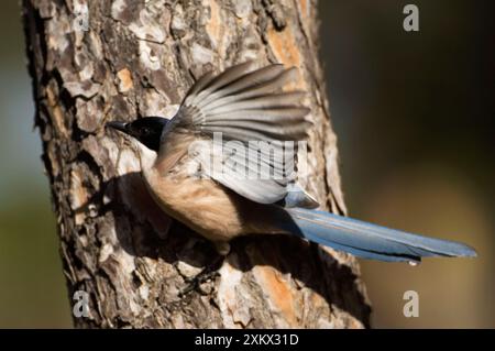 Magpie alate azzurre - adulti su pino Foto Stock