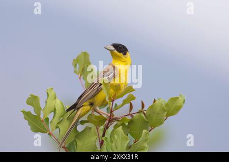 Bunting con testa nera - maschio adulto, May Foto Stock