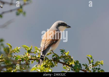 Shrike a dorso rosso - maschio adulto Foto Stock