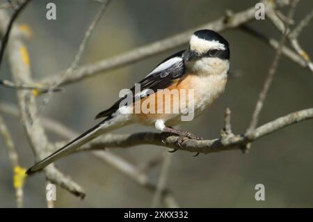 Shrike mascherato - maschio adulto Foto Stock