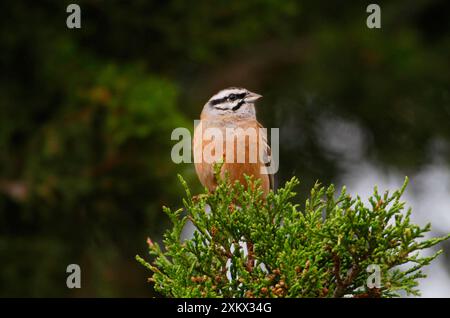 Rock Bunting - uomo adulto, maggio Foto Stock