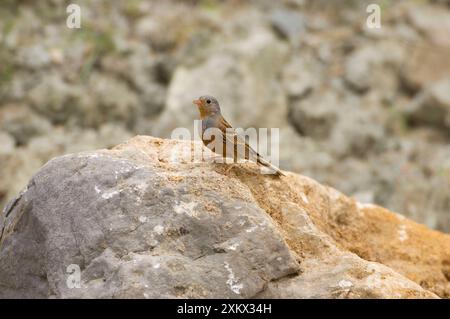 CretzschmarÕs Bunting - uomo adulto, maggio Foto Stock