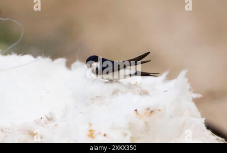 Casa Martins - isolamento tetto di raccolta per Foto Stock